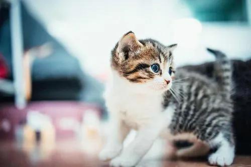 小猫巧克力抹茶味,日本小猫巧克力