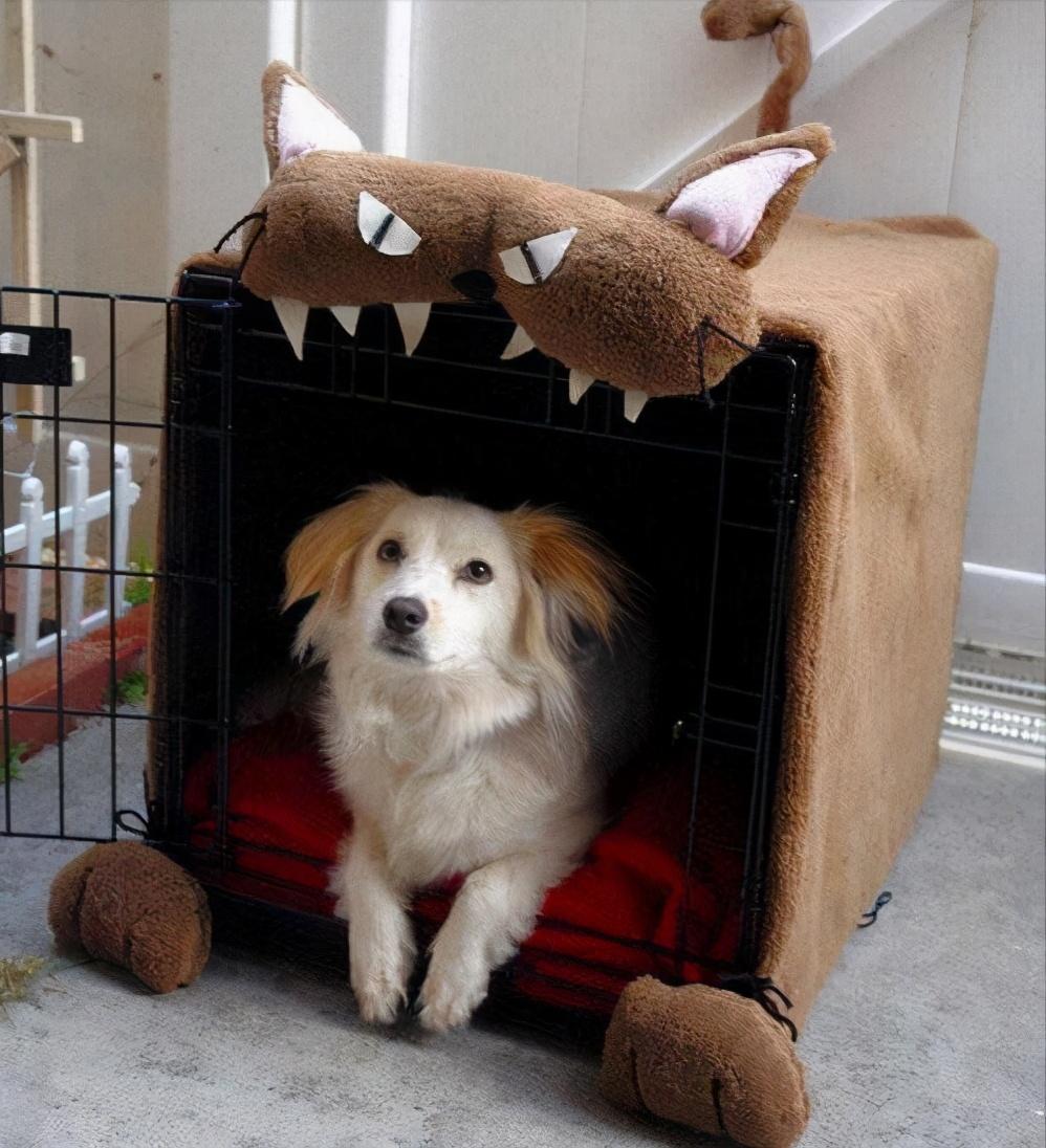 如何才能让胆小的狗狗有安全感,怎么让狗狗有安全感睡觉