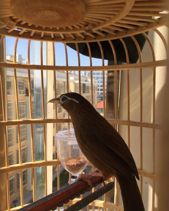 下山画眉鸟如何饲养,新手怎么养野生画眉