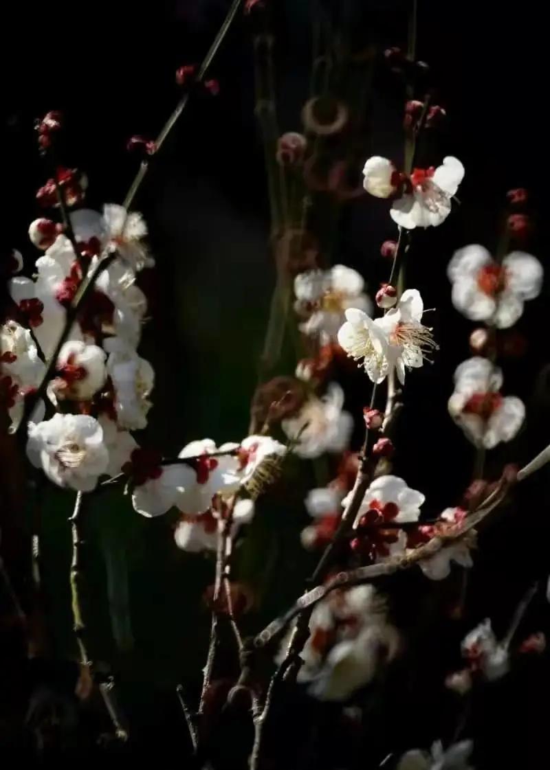 这个季节去哪里玩最合适昆明周边,昆明周边过年旅游推荐