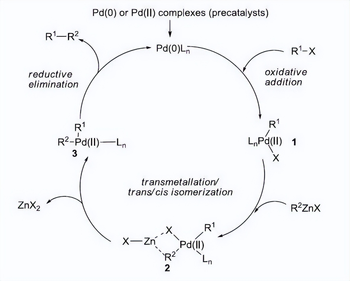 海洋动物体内的原肌球蛋白含量，是否会引起人体食物过敏？