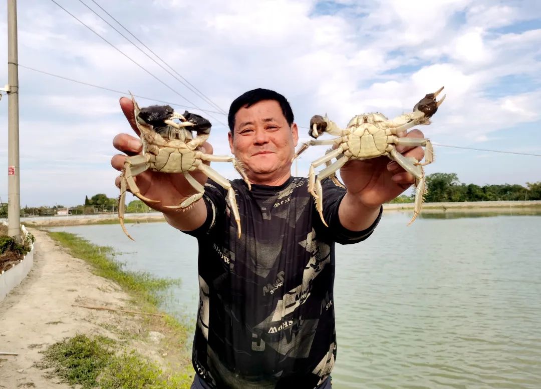 幼蟹的科学养殖与管理全是干货,幼蟹养殖成活率