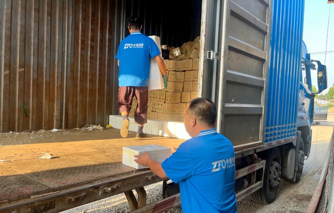 中国蔬菜之乡寿光菜苗,中国蔬菜基地山东寿光