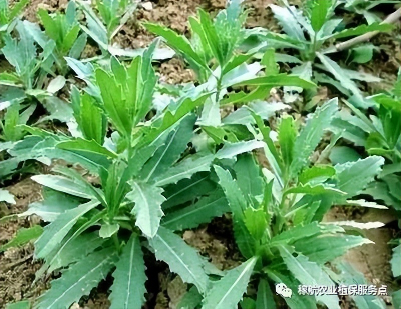 草甘膦这样复配，除草干净又彻底