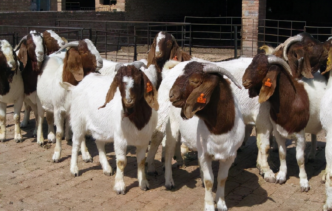 波尔多山羊属于宠物不,目前世界上最著名的肉用山羊品种