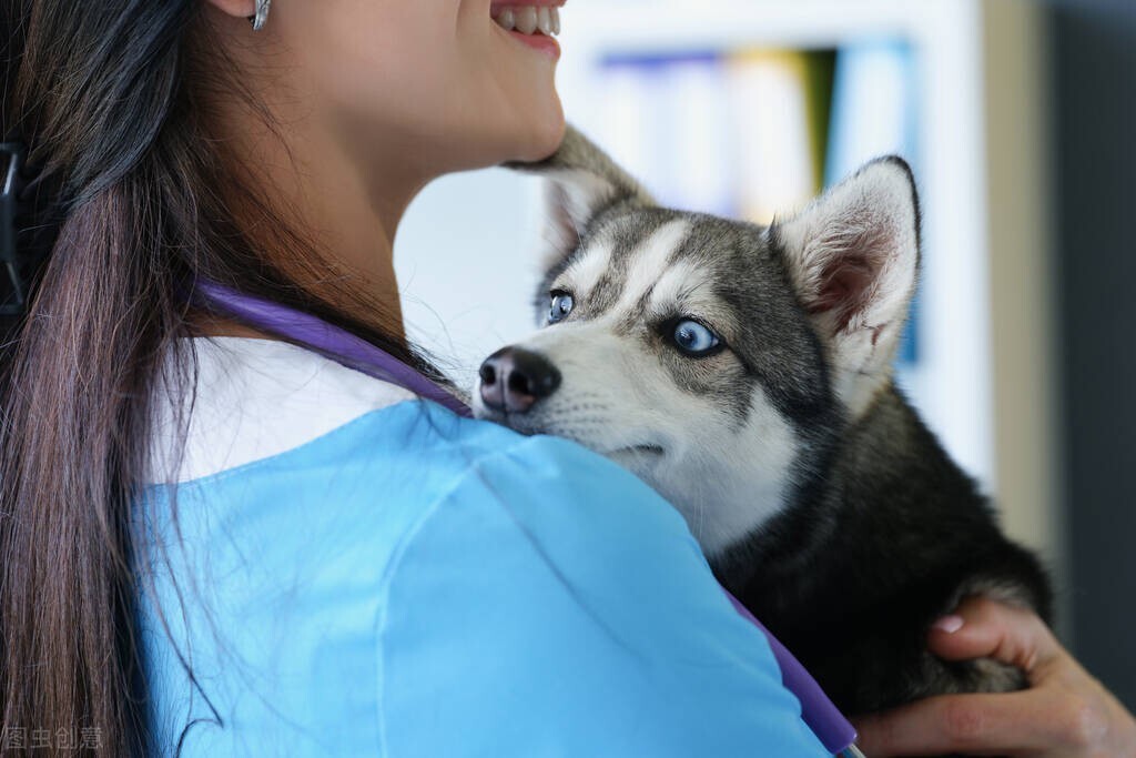 子宫蓄脓手术对狗狗以后的影响,子宫蓄脓手术后会复发吗