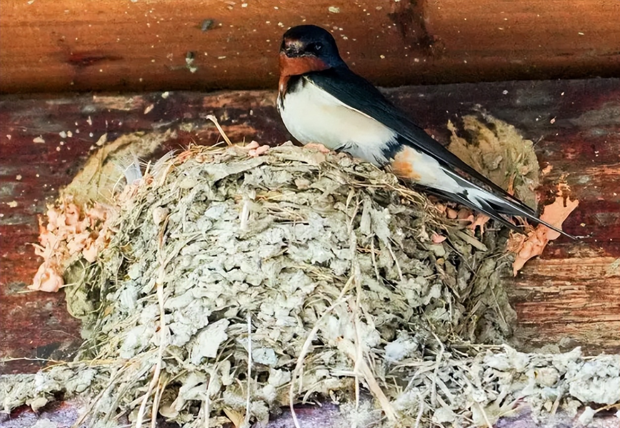 燕子窝底下怎么处理会干净,现在燕子窝怎么那么脏