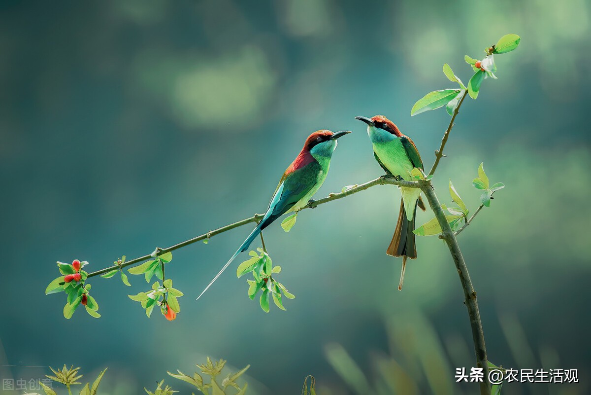 小鸟拉屎到人身上是好还是坏呢,鸟往人身上拉屎是好事还是坏事