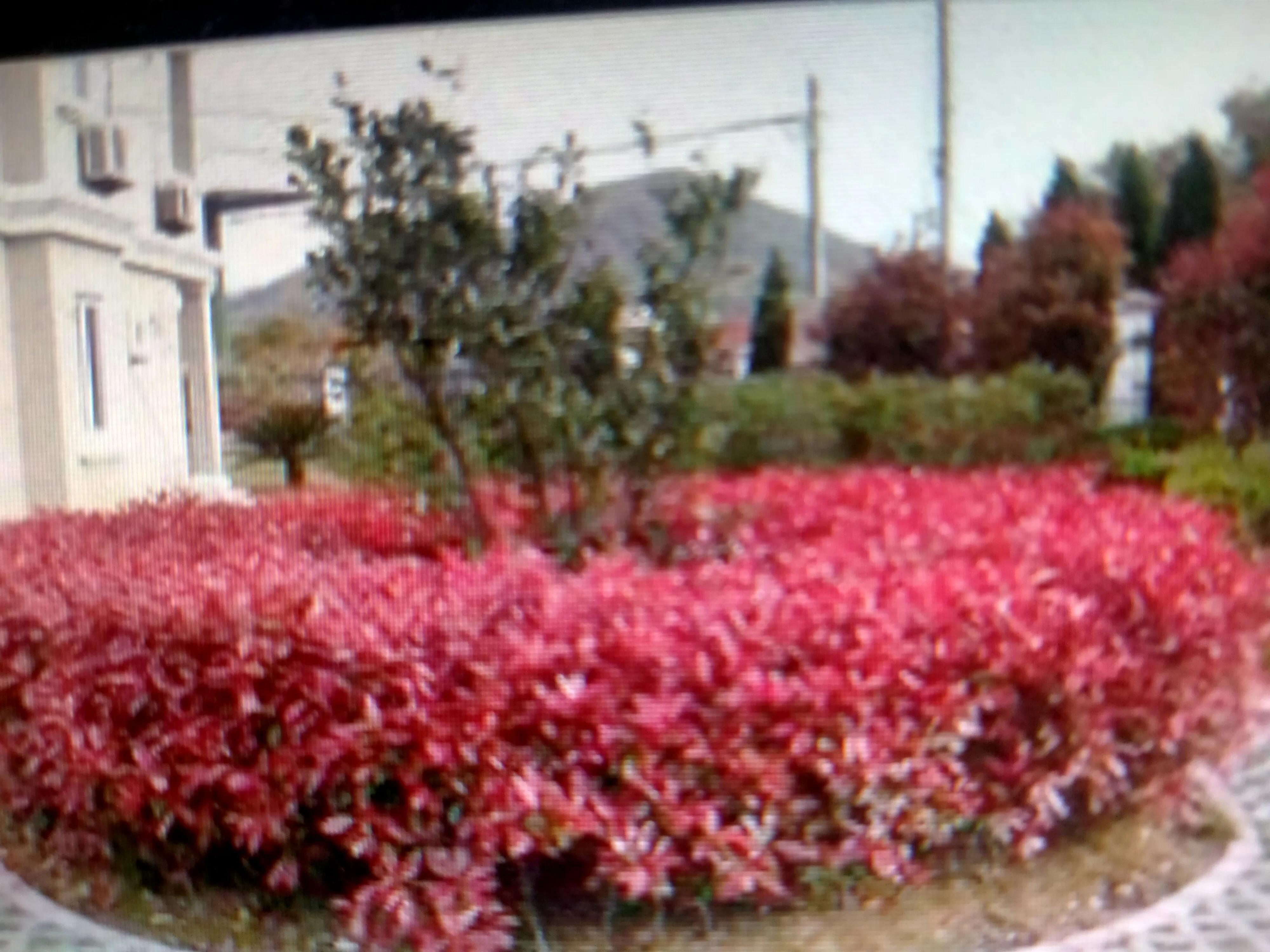 红叶石楠树1.5米,红叶石楠耐寒吗