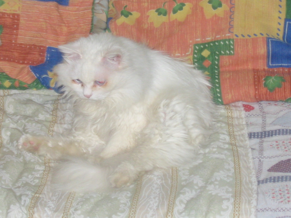 高贵的波斯猫漫画免费观看,高贵的波斯猫动漫合集