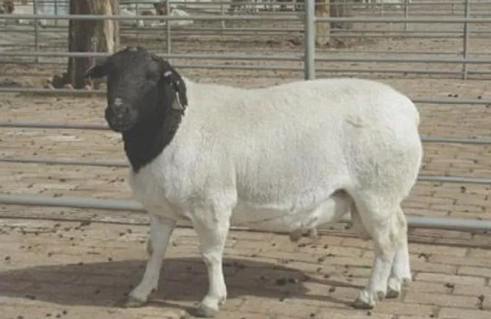 黑头杜泊绵羊的养殖方法,黑头杜泊绵羊养殖基地