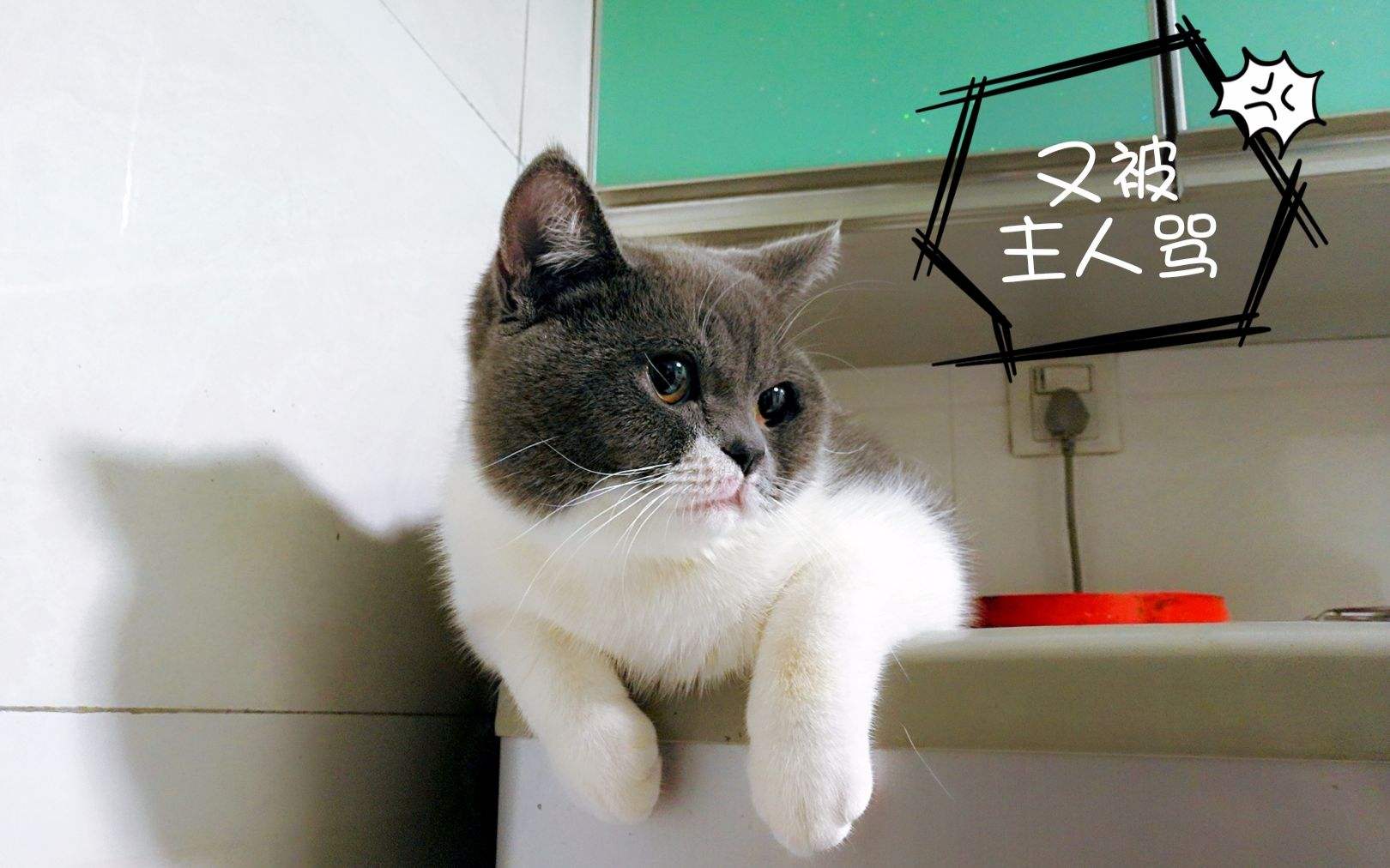 如何判断一只猫猫性格好不好,一只猫有这几种表现