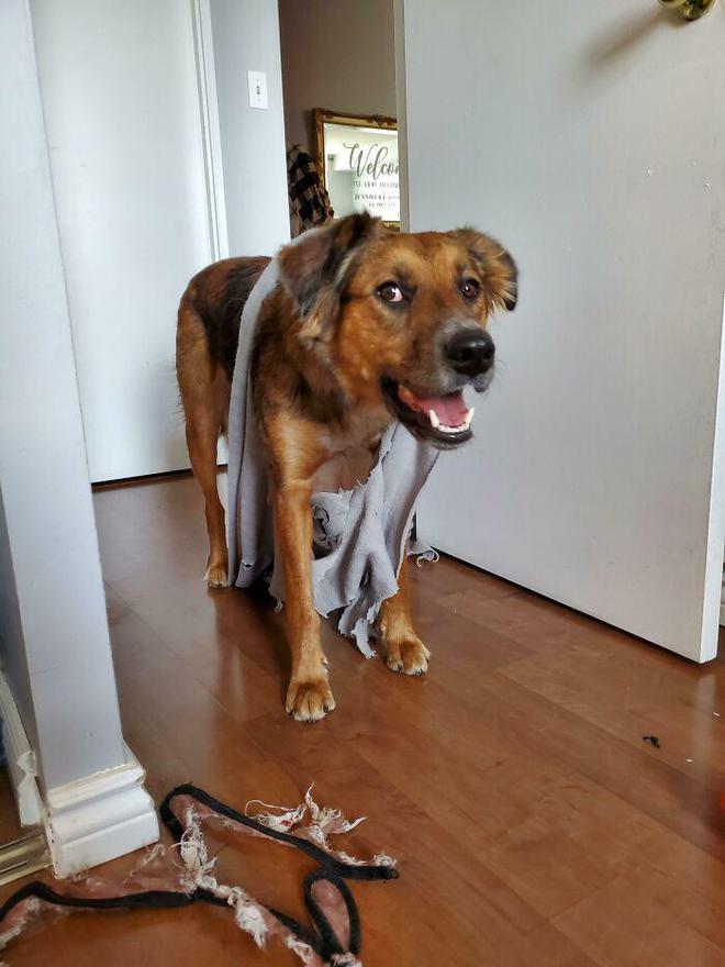 十种非常反骨的狗,狗狗反骨是什么原因