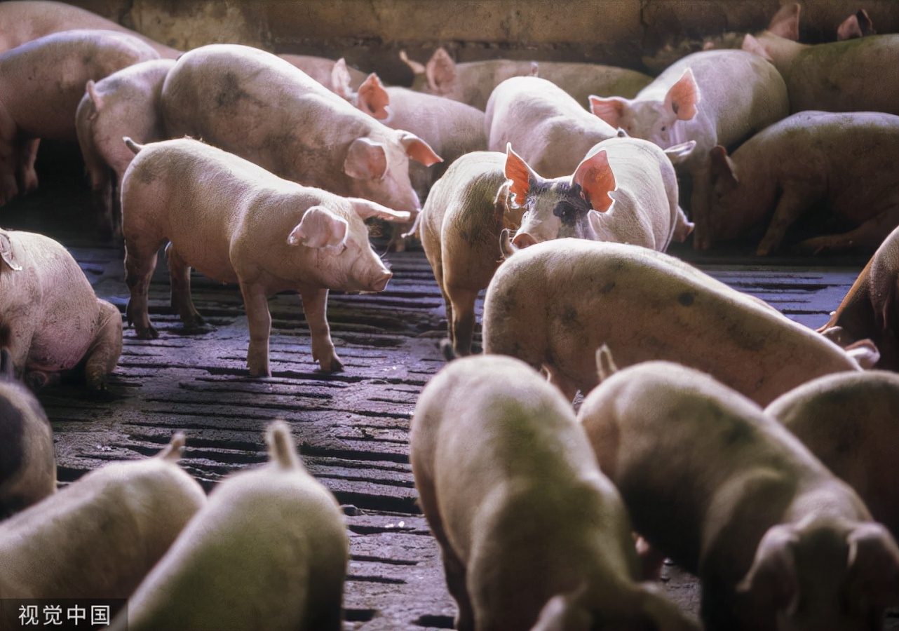 猪流鼻涕喘气咳嗽是怎么治疗,猪咳嗽久治不愈的原因