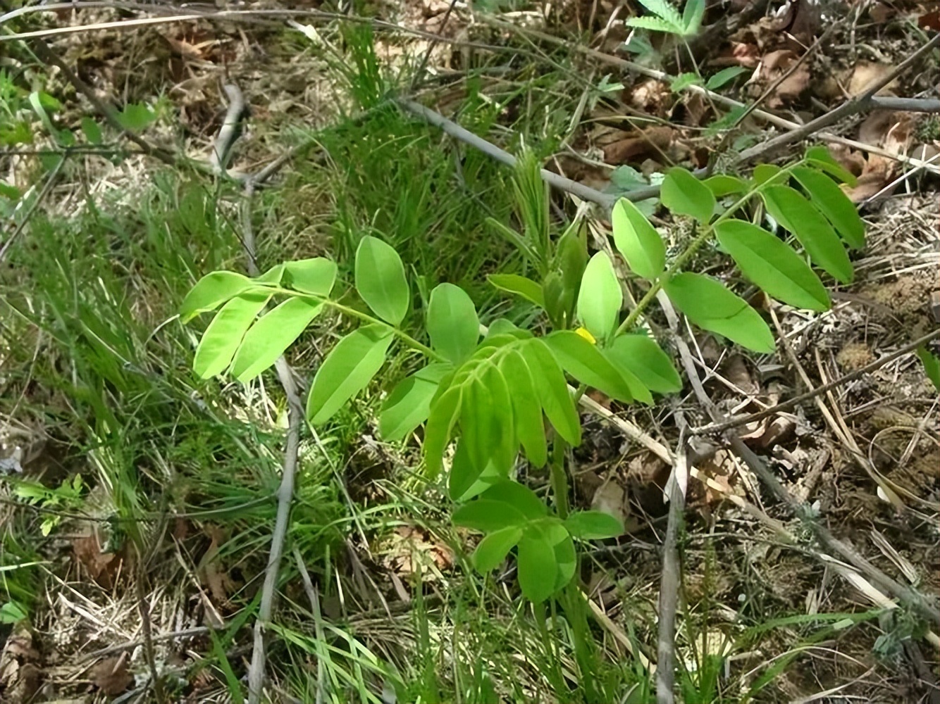 万物有灵人情冷暖自知,万物皆有灵性人生有太多的无奈