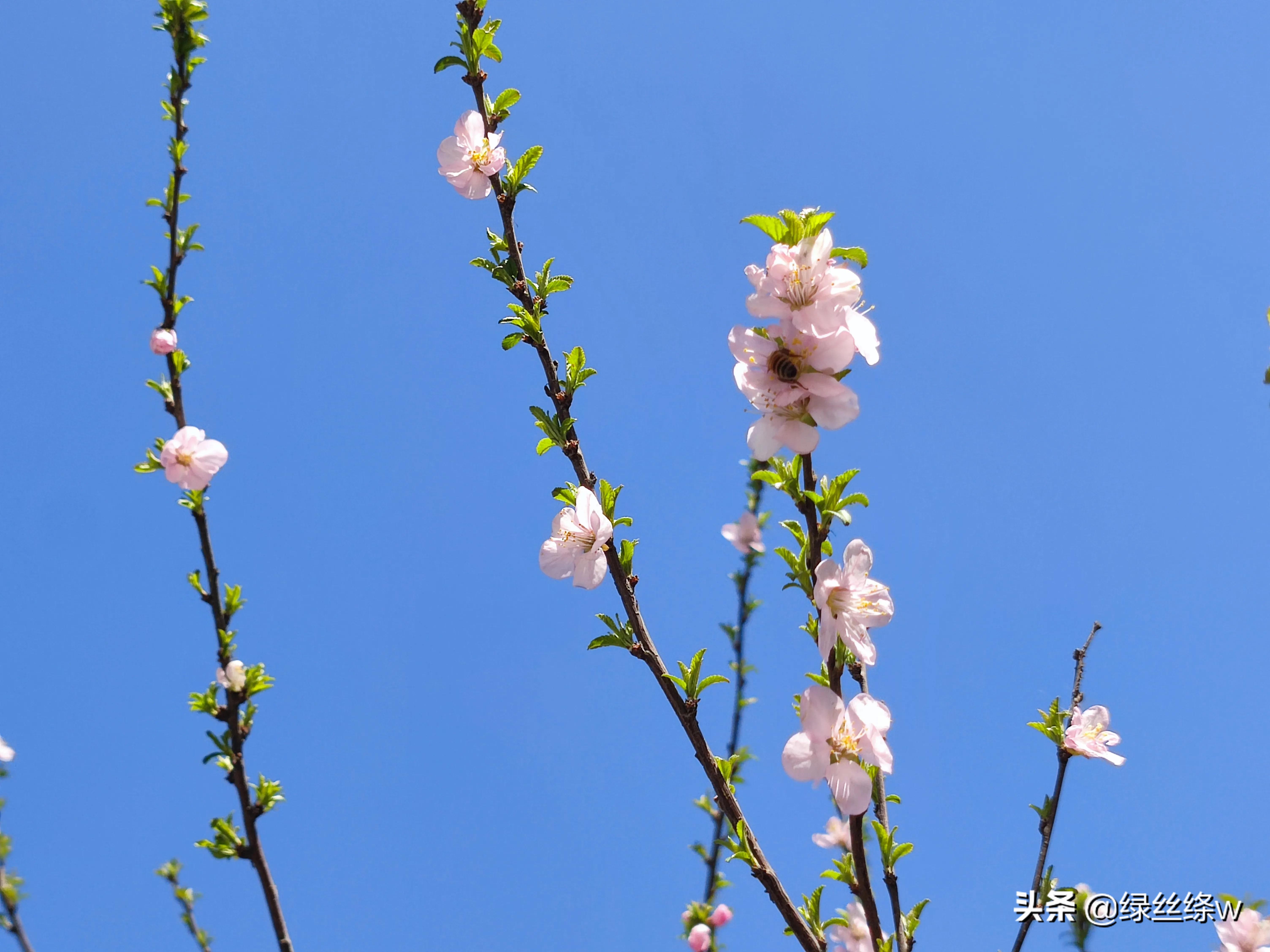 咏诗友原创诗词大全,春日赏花诗句大全
