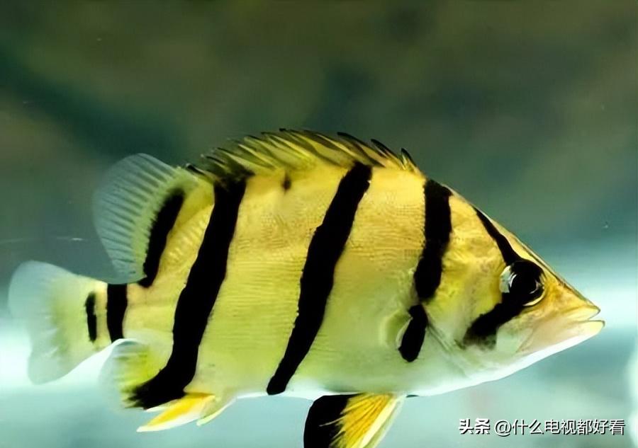 虎鱼从小饲养的正确方法,饲养虎鱼有哪些注意事项