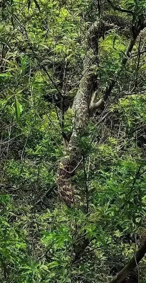 大王蛇属于小型蛇还是大型蛇,大王蛇为什么各种蛇都怕