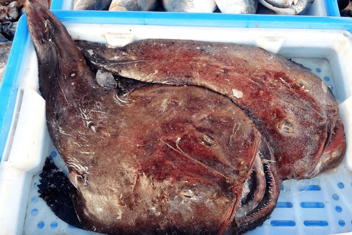 海鱼哪个品种刺少肉厚,肉厚刺少又扁的海鱼