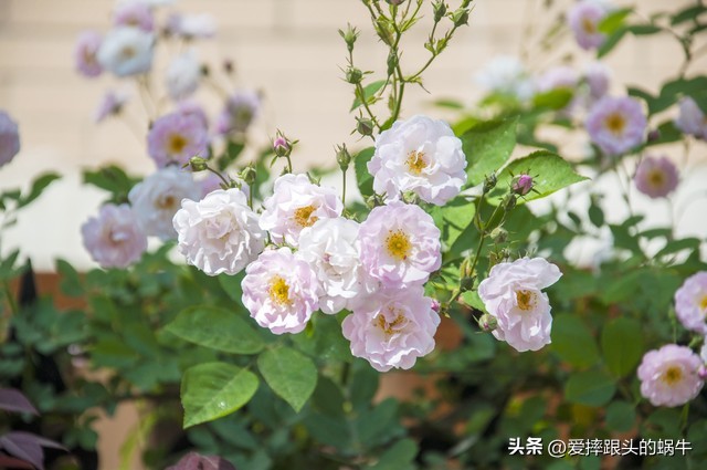 生如夏花灿烂的时候,生如夏花绚烂绽放歌曲视频