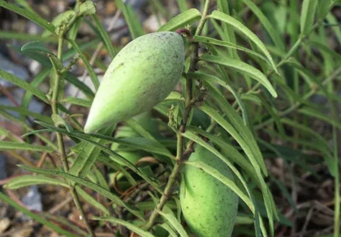 在农村路旁，若是碰到1种“羊奶瓜”，别乱踩踏，价值堪比甜瓜