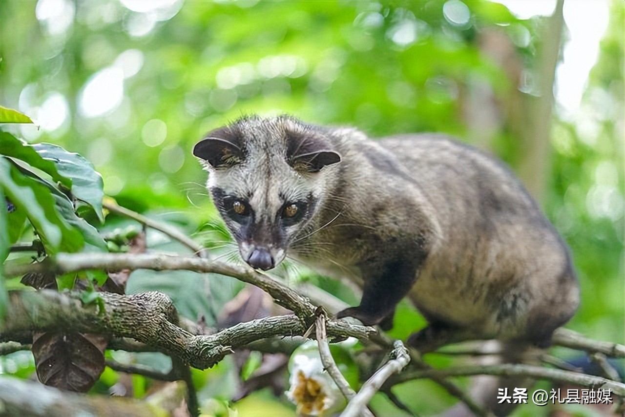 猫屎风味咖啡是真的猫屎咖啡吗,猫屎咖啡真是猫屎吗