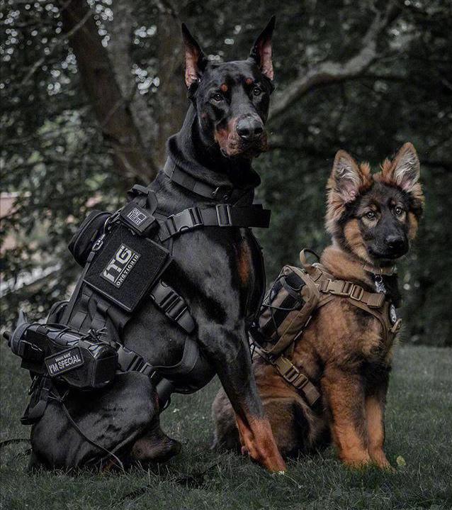 为什么猫没狗工作能力强,猫为什么不如狗那么忠诚听话呢