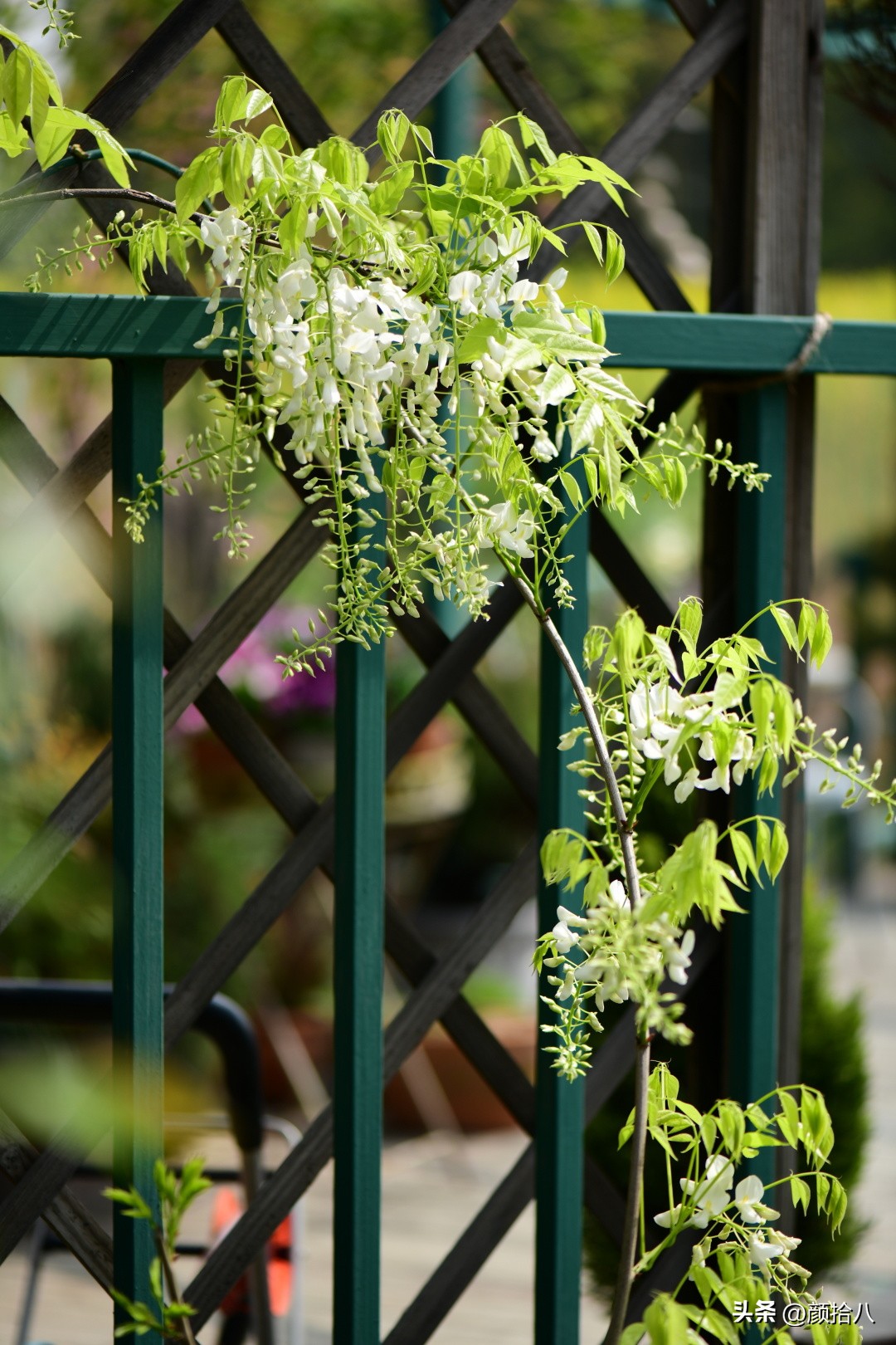 流放到菜地的花儿们，尽情绽放吧，不管在哪里｜园丁