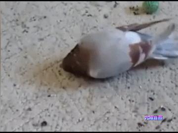 英国出现“僵尸”鸽子,英国出现僵尸鸽子人类会感染吗