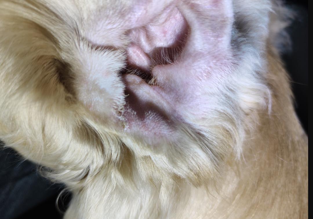 宠物医院狗狗清理耳朵,宠物医院狗狗检查耳朵