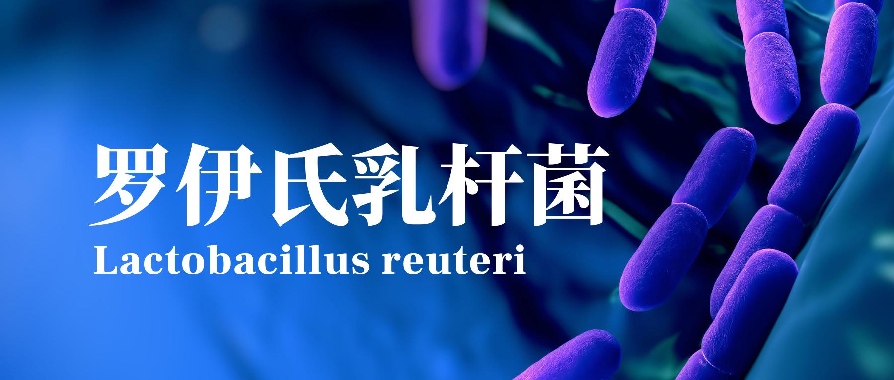 罗伊氏乳杆菌讲解,认识双歧杆菌