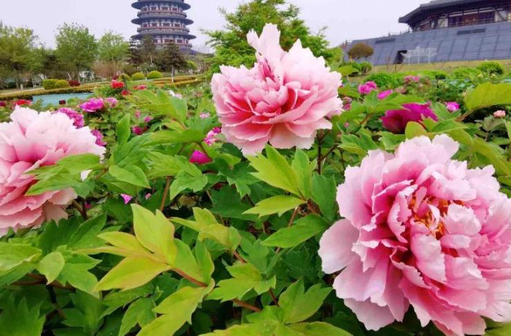 5天时间郑州出发适合去哪玩自驾,郑州到太行山一号公路自驾路线图