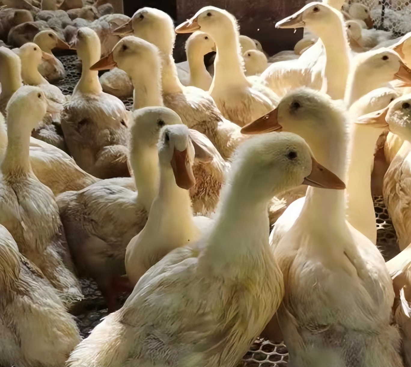 鸭子中暑了土办法,鸭子高温中暑怎么治