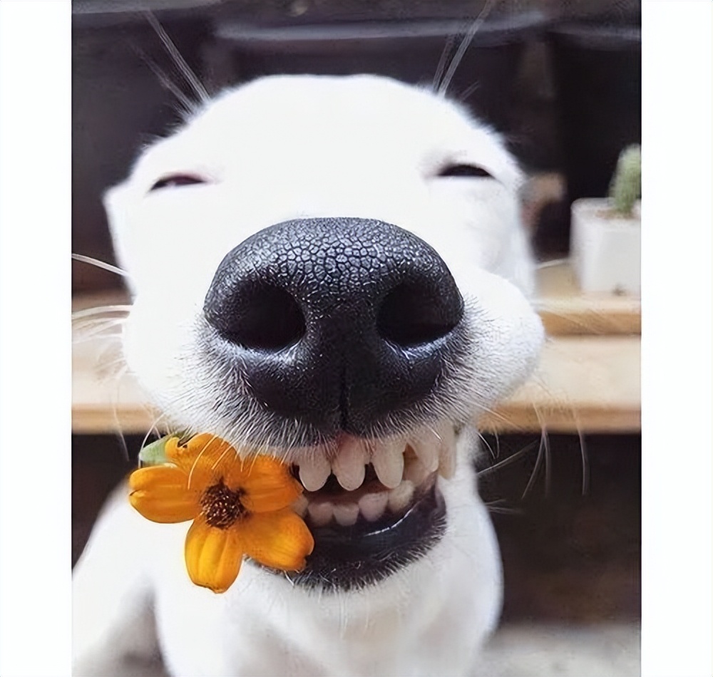 狗狗掉牙注意什么,狗狗掉牙怎么护理