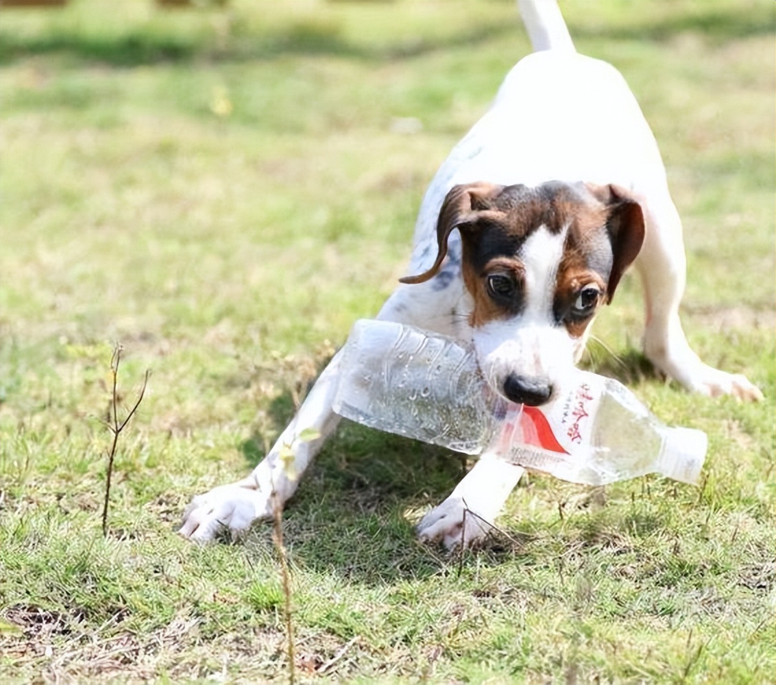太仓猎犬真实优缺点,太仓猎犬有什么特点