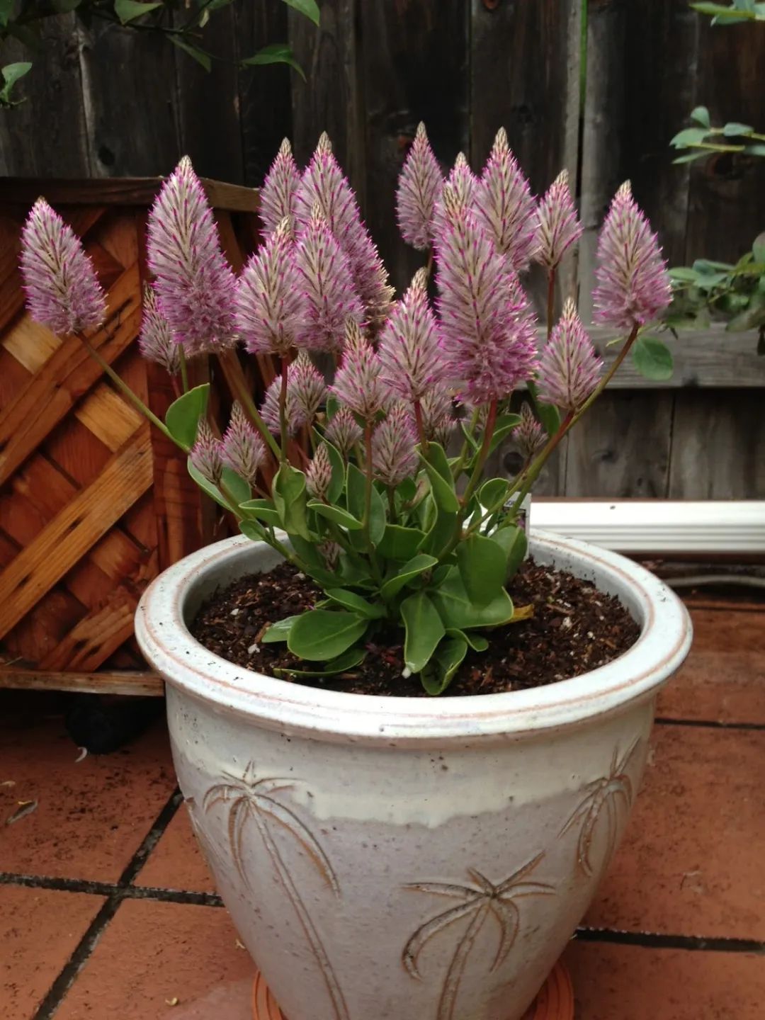 澳洲狐尾花一盆栽几棵,好养的狐尾巴植物