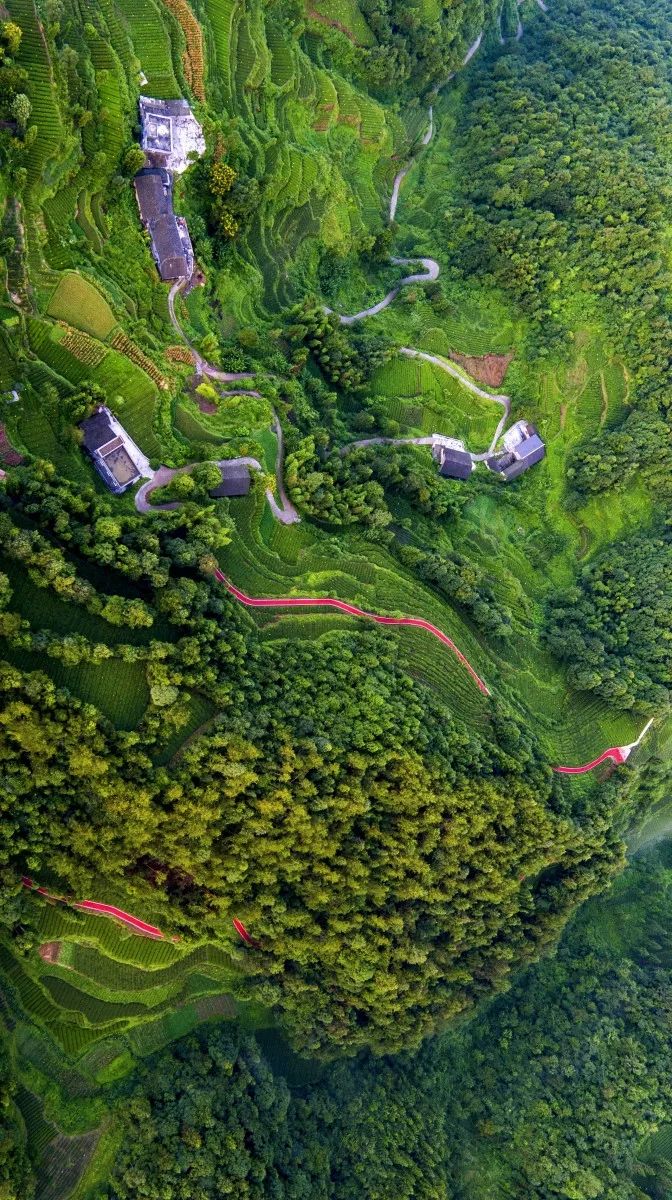 最好的湖北茶,值得收藏的绿茶口粮茶