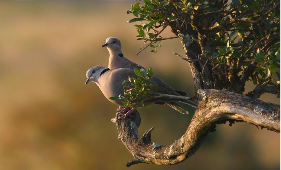 斑鸠在巢穴边不走说明什么,野斑鸠可以喂昆虫吗
