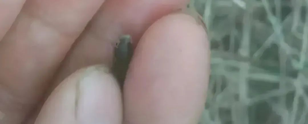 鱼常见的寄生虫以及症状,怎么区分鱼身上的钉虫和孢子虫