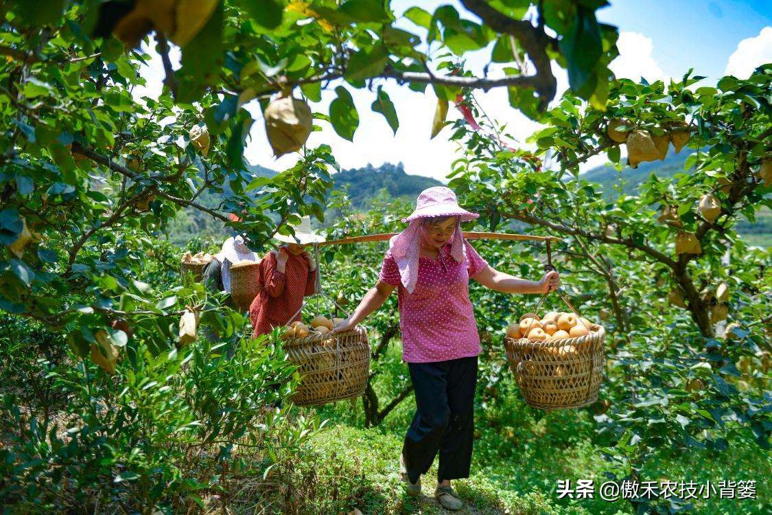 赤霉素适用于什么作物,赤霉素在不同作物上如何使用