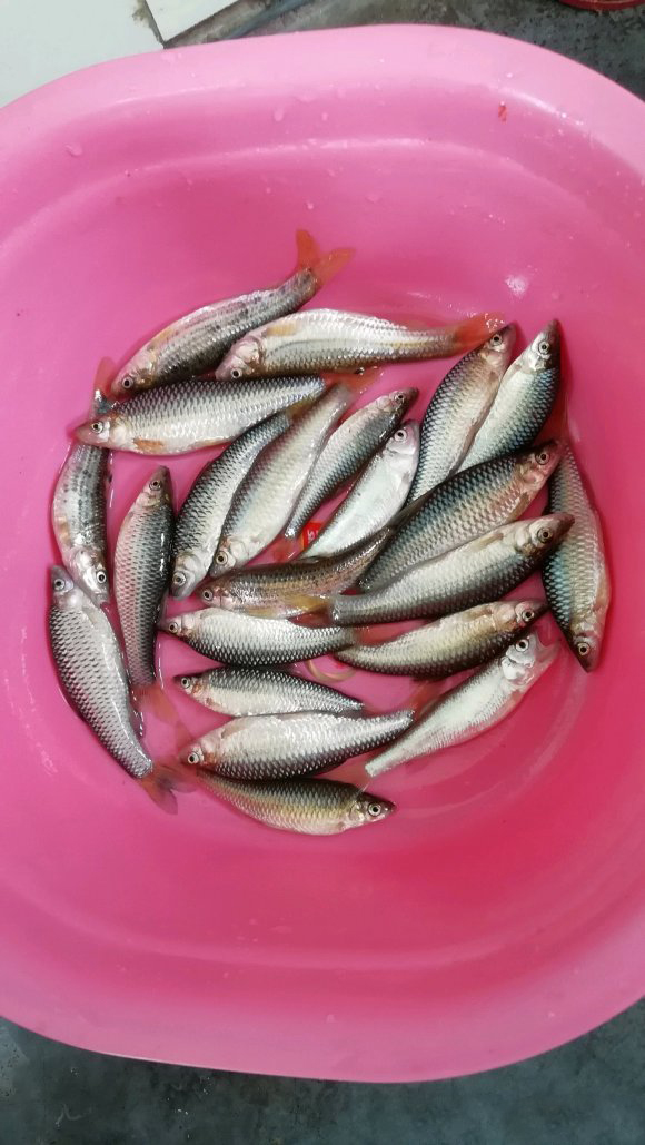 野钓用红虫钓小鱼闹窝怎么办,野钓鲫鱼小鱼闹窝怎么办