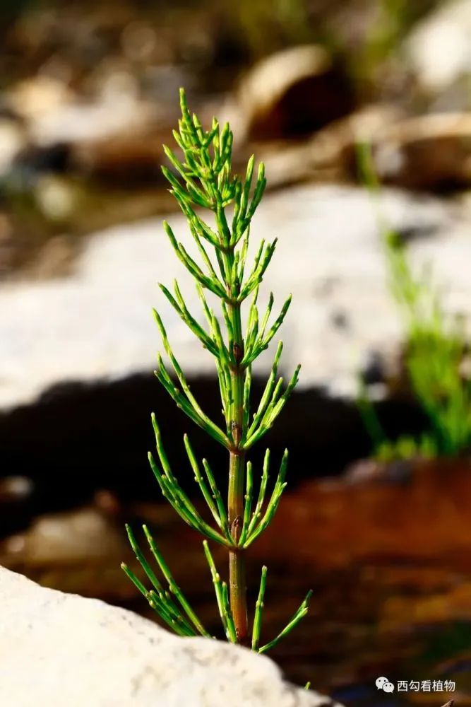 野生可食植物：1.问荆