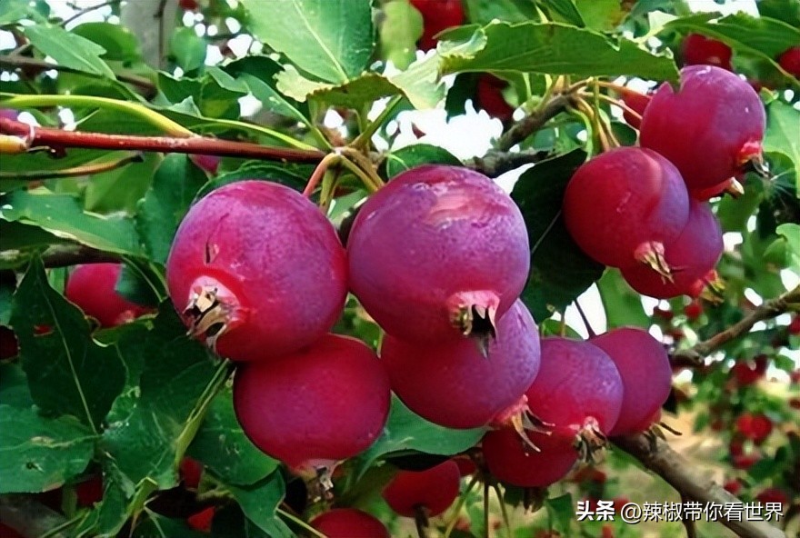 忻州一日游五台山雁门关忻州古城,五台山雁门关忻州古城三日游