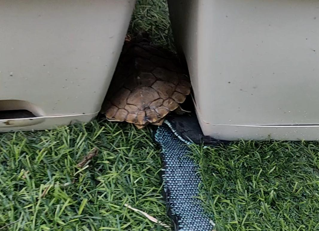 地图龟能吃多少水果,地图龟能吃水果吗