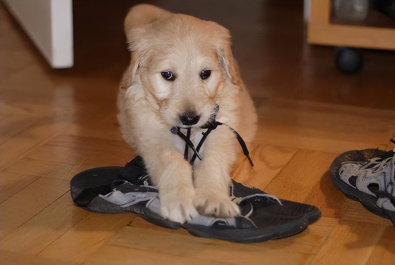 狗狗有七种行为说明它要背叛你了,狗狗闹脾气有哪些表现症状