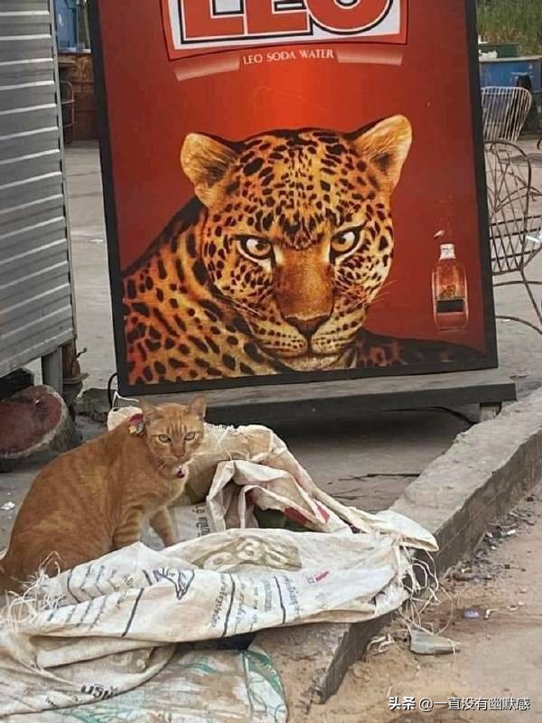 无聊图集20221126足球反着买，别墅靠大海