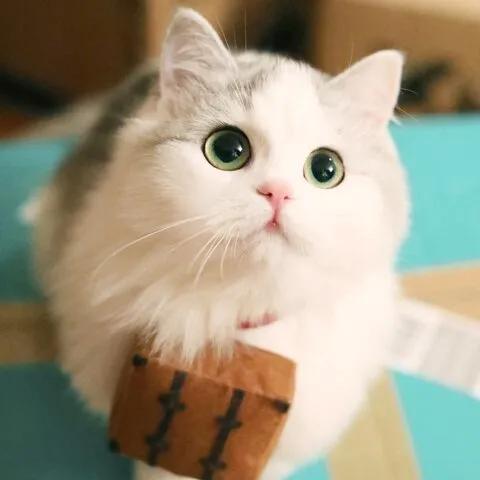 可爱的小猫优秀作品欣赏（二）