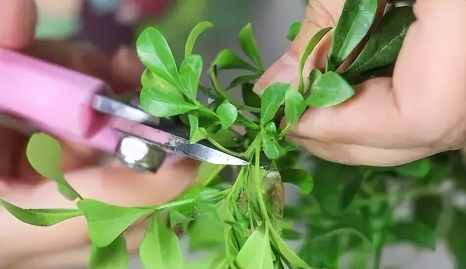 米兰花怎样养护才能开花多,米兰花的养护方法和注意事项