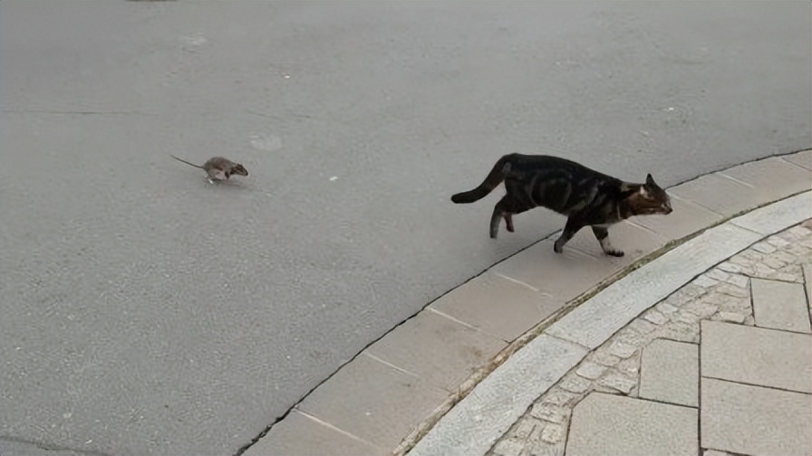 辽宁国家粮仓遭鼠患，员工训练流浪猫当兵入伍，厂内上演猫鼠大战