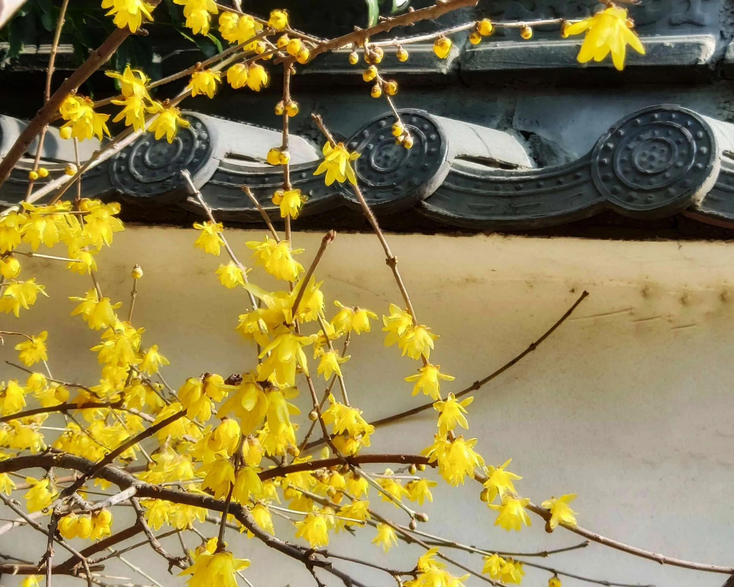 梅花与腊梅，看5点就能分得清清楚楚